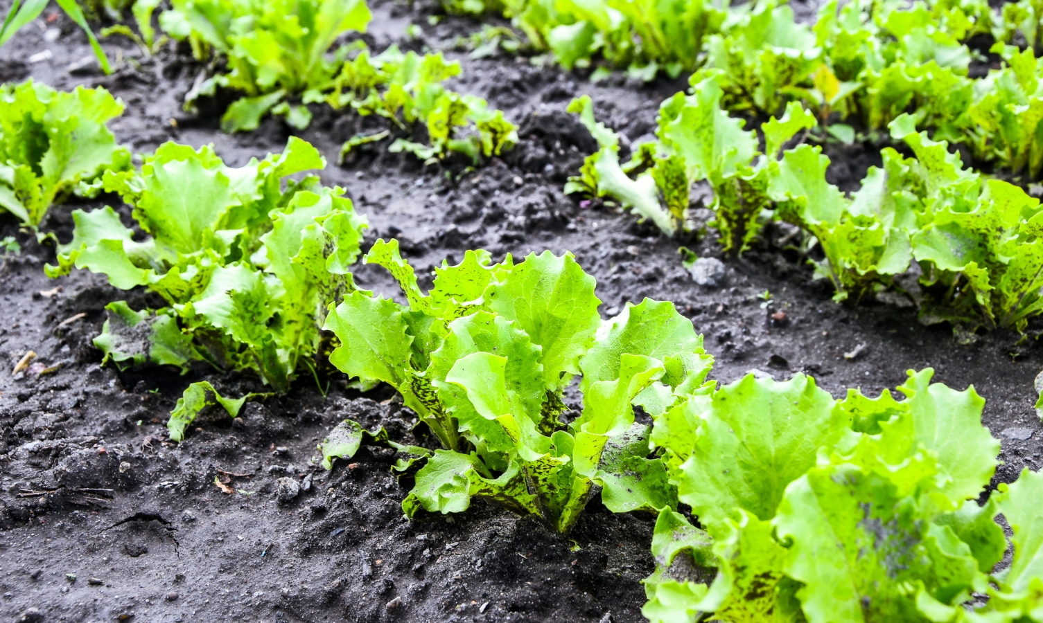 Fresh salad leave Green oak in the Organic farm, selective focus, Young bright green lettuce salad growing in rocky ground.