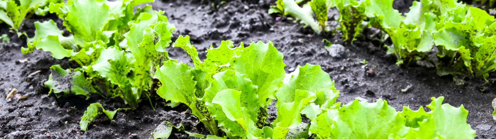 Fresh salad leave Green oak in the Organic farm, selective focus, Young bright green lettuce salad growing in rocky ground.