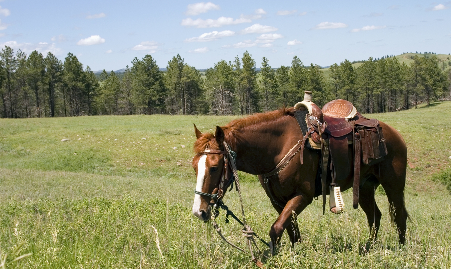 Horse with Western Tack in the Black Hills of South Dakota.