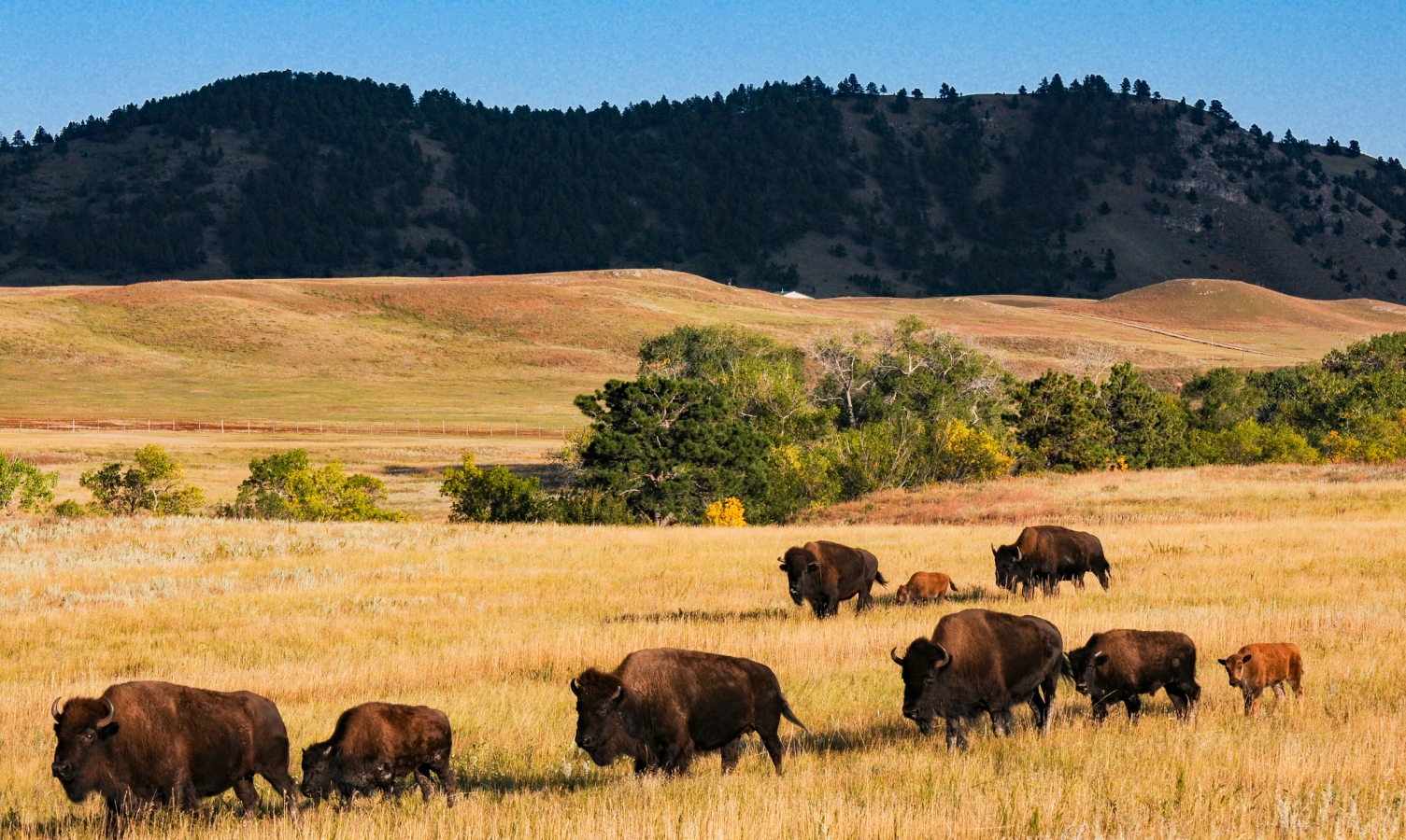 Custer SP - Buffalo Approach Roundup in Single File