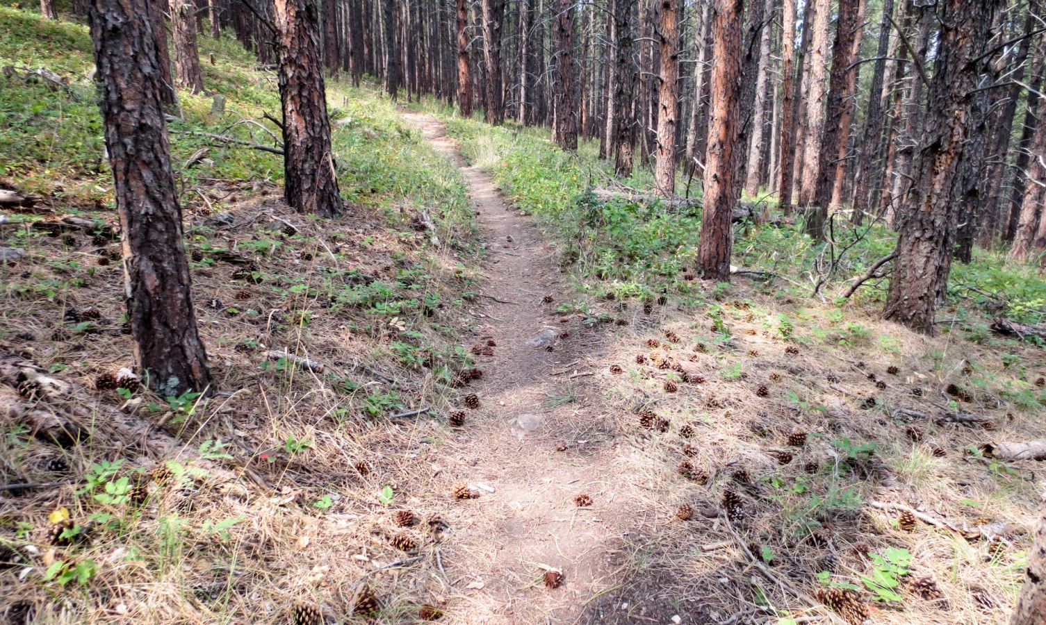 Black hills in South Dakota - Centennial Trail